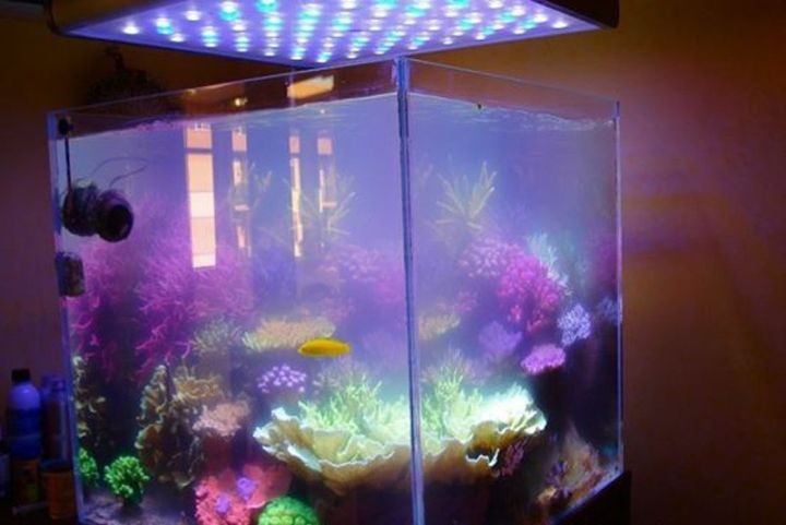 玩海缸需要哪些设备,玩海缸很难吗