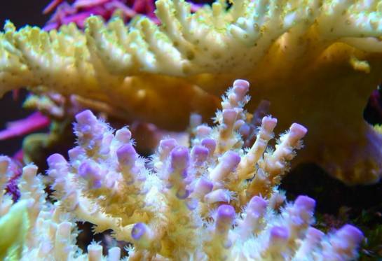 玩海缸需要哪些设备,玩海缸很难吗