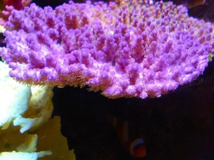 玩海缸需要哪些设备,玩海缸很难吗