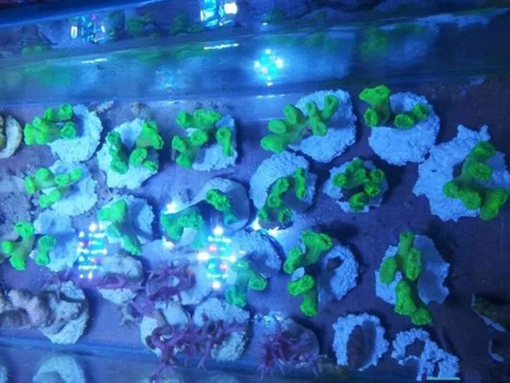 玩海缸需要哪些设备,玩海缸很难吗