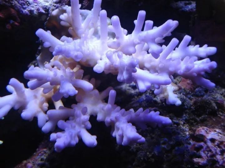 玩海缸需要哪些设备,玩海缸很难吗