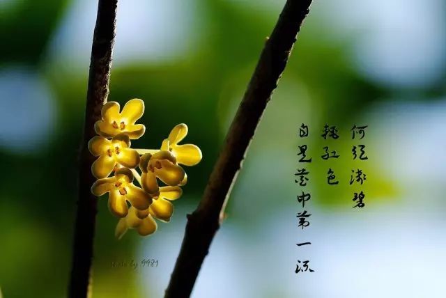 桂花开了到处弥漫着迷人的香味,桂花开了朗读