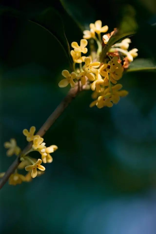 桂花开了到处弥漫着迷人的香味,桂花开了朗读