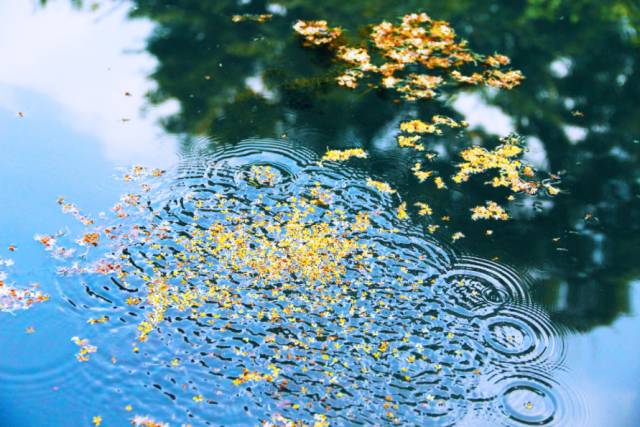 桂花开了到处弥漫着迷人的香味,桂花开了朗读