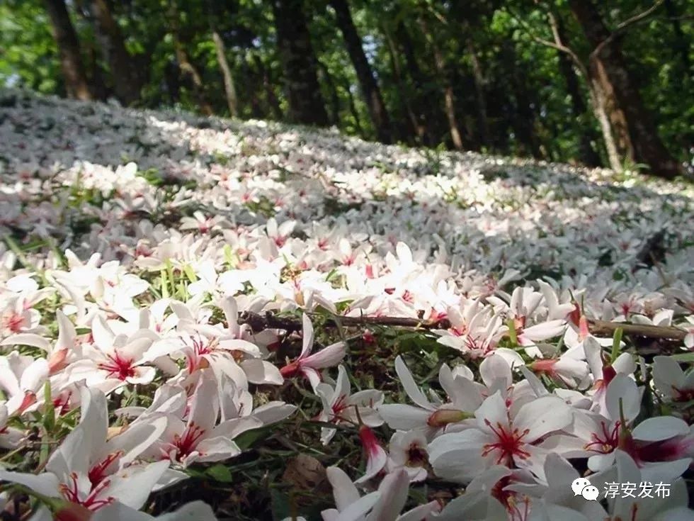 淳安千岛湖十大特产,千岛湖淳安特产