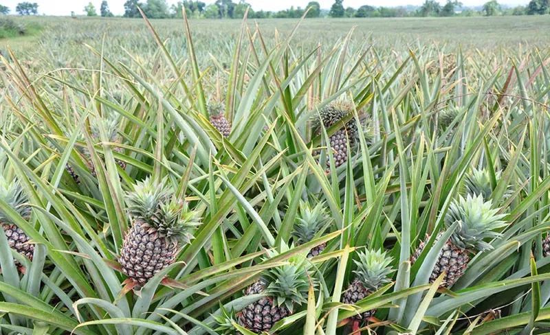 又香又甜的黄金凤梨,削了皮直接吃丨界界好物馆