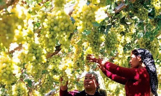 十八怪新疆版完整版,新疆十八怪完整版