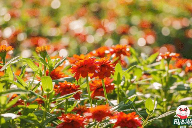 福州好玩拍照好看的地方,福州3-4月份赏花位置