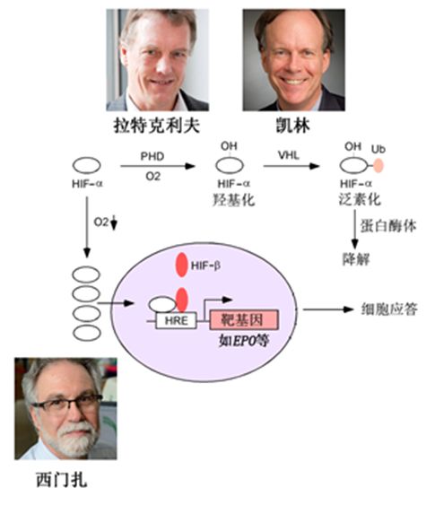 2018诺贝尔生理学和医学奖解读,诺贝尔生理医学奖深度解读