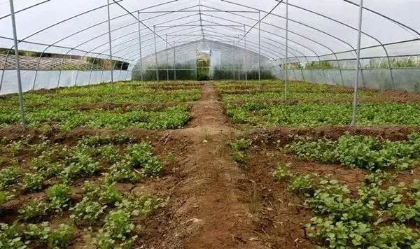 面临重茬,我们怎么办?(实用好文)