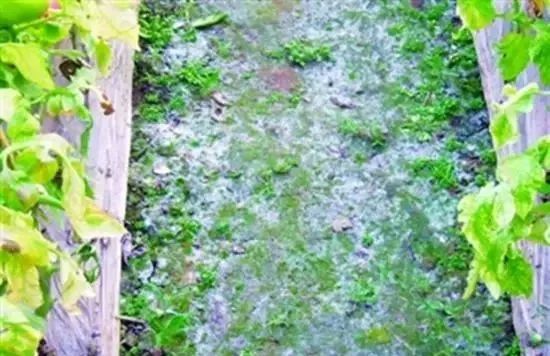 面临重茬,我们怎么办?(实用好文)