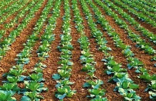 面临重茬,我们怎么办?(实用好文)