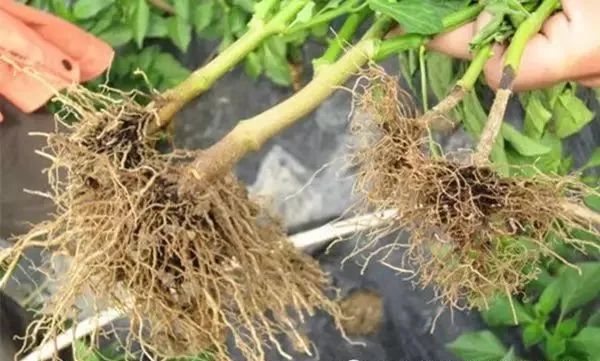 面临重茬,我们怎么办?(实用好文)