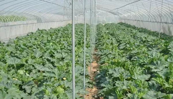 面临重茬,我们怎么办?(实用好文)