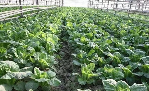 面临重茬,我们怎么办?(实用好文)