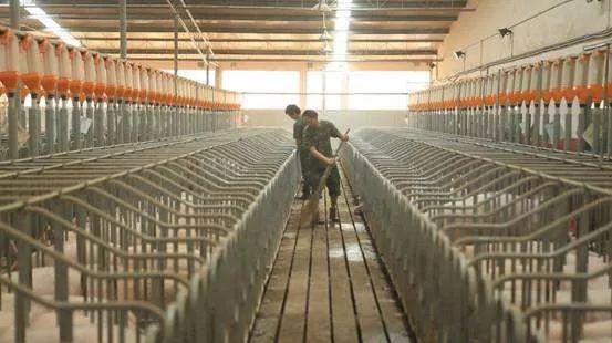 牧原股份扩张计划养猪,牧原股份现代化养猪