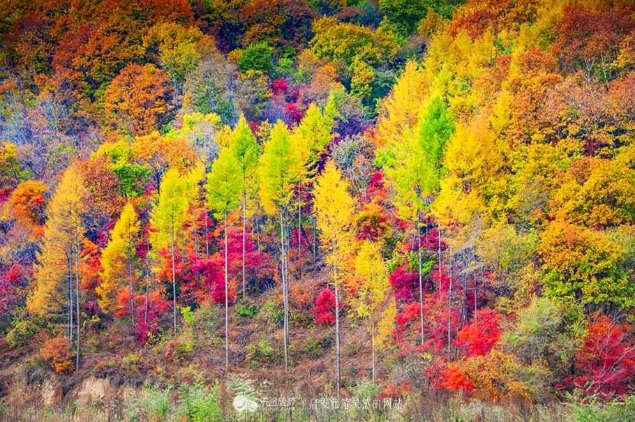 中华枫叶大道沿途风景区,中华枫叶大道红了吗