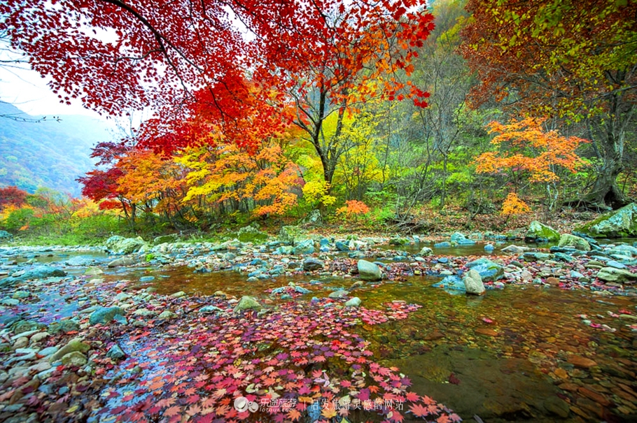 中华枫叶大道沿途风景区,中华枫叶大道红了吗
