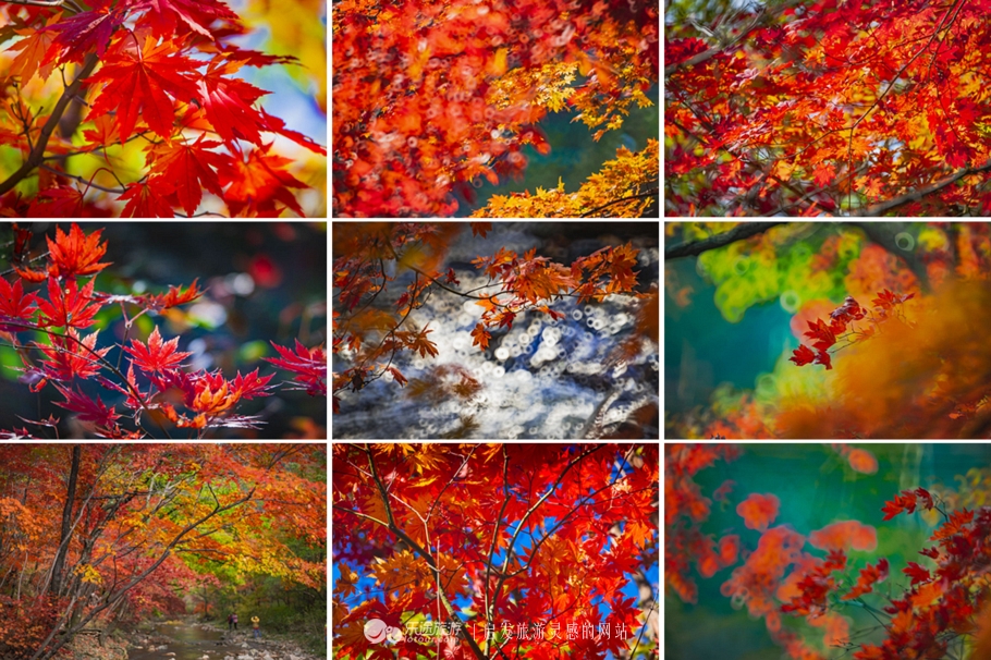 中华枫叶大道沿途风景区,中华枫叶大道红了吗