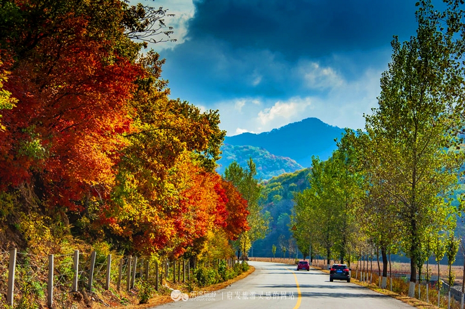 中华枫叶大道沿途风景区,中华枫叶大道红了吗
