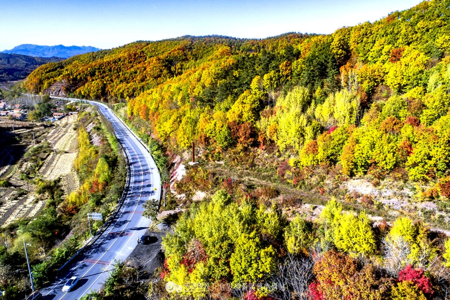 中华枫叶大道沿途风景区,中华枫叶大道红了吗
