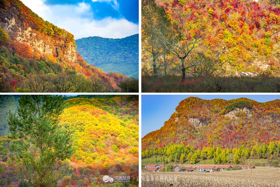 中华枫叶大道沿途风景区,中华枫叶大道红了吗