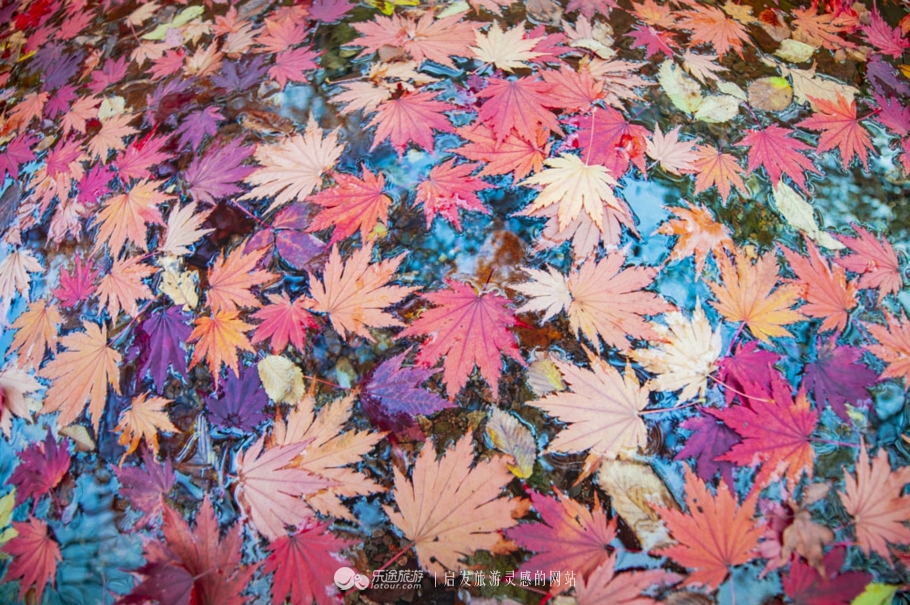 中华枫叶大道沿途风景区,中华枫叶大道红了吗