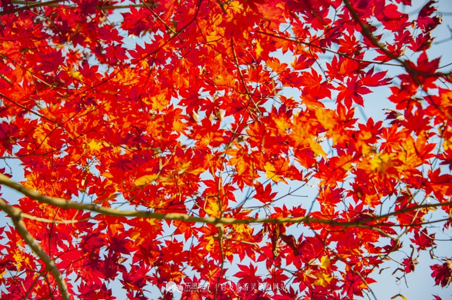中华枫叶大道沿途风景区,中华枫叶大道红了吗