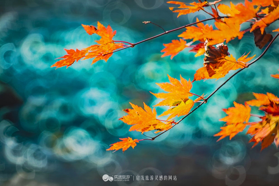 中华枫叶大道沿途风景区,中华枫叶大道红了吗