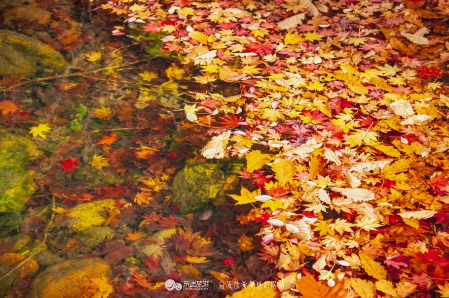 中华枫叶大道沿途风景区,中华枫叶大道红了吗
