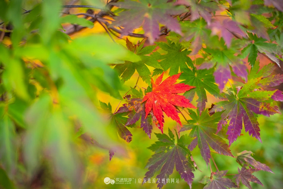 中华枫叶大道沿途风景区,中华枫叶大道红了吗