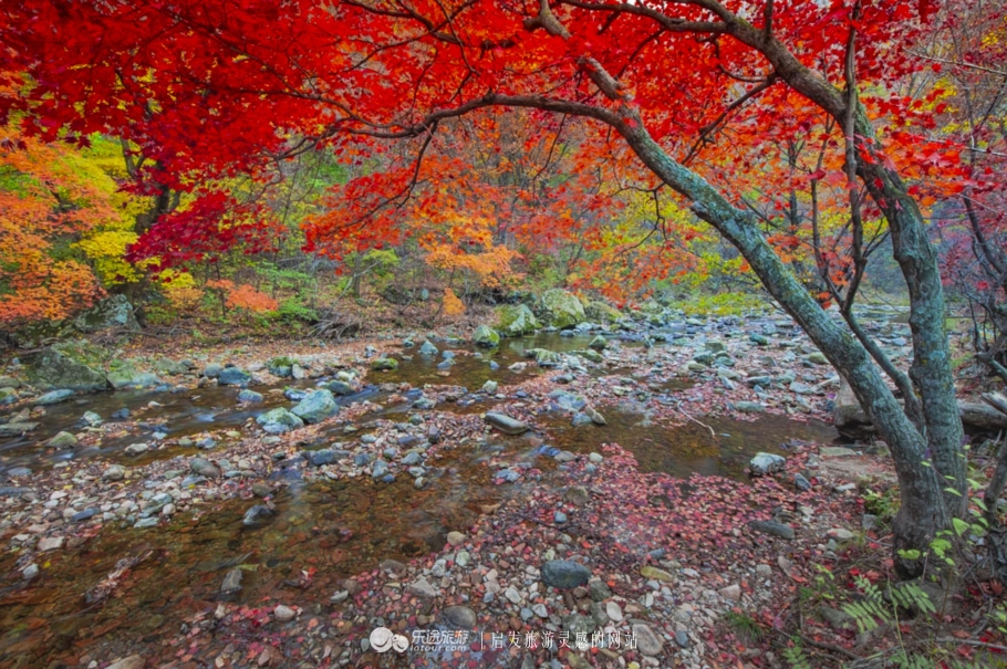 中华枫叶大道沿途风景区,中华枫叶大道红了吗