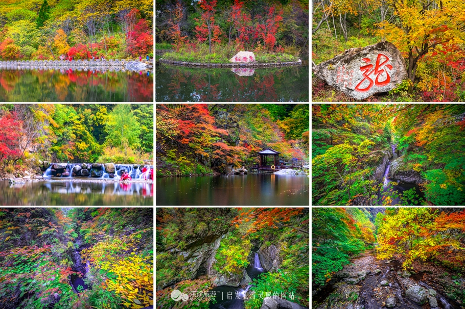 中华枫叶大道沿途风景区,中华枫叶大道红了吗