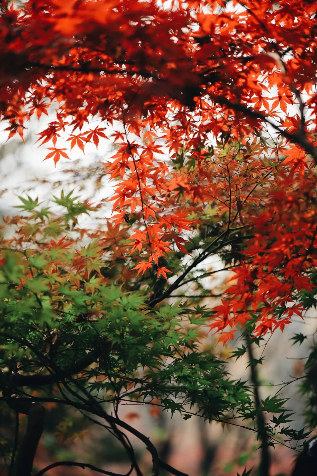 2019年寒露具体时间,今天寒露具体时间