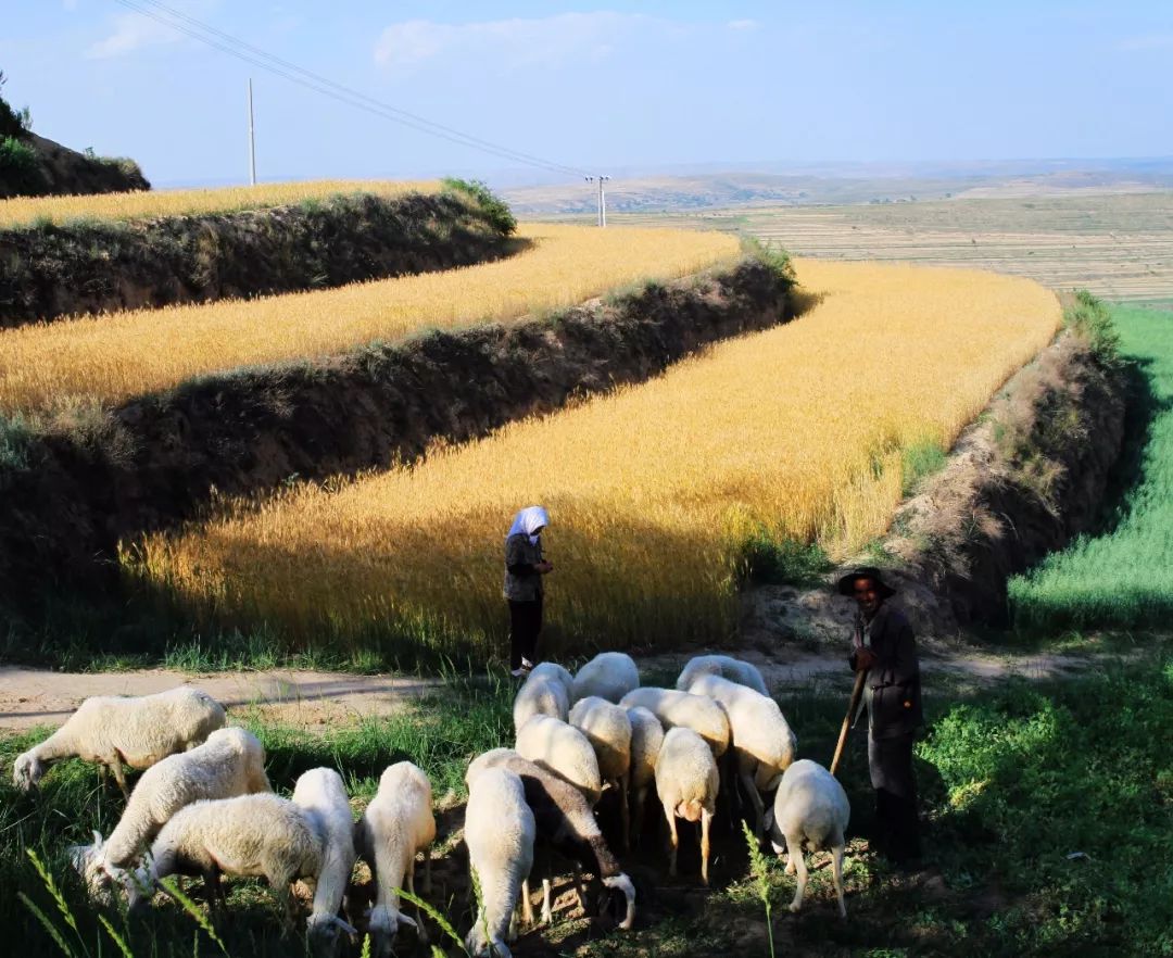 宁夏有多少神奇的故事,宁夏古老的传说
