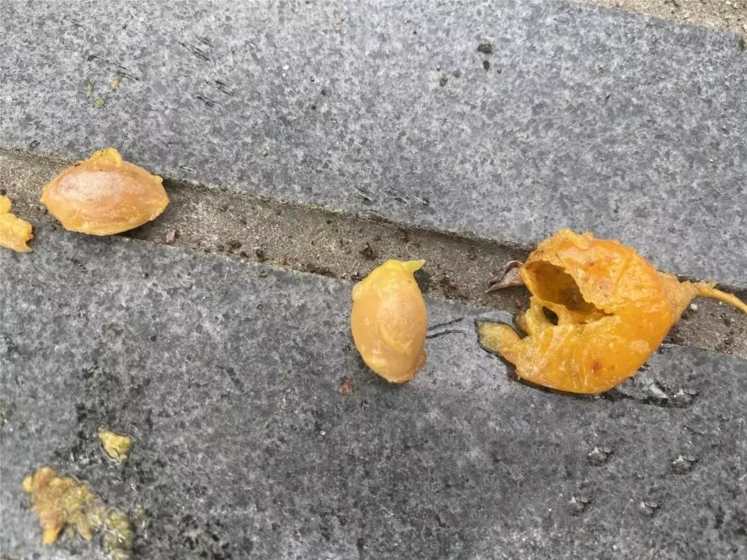 银杏果煲汤,都长点心吧