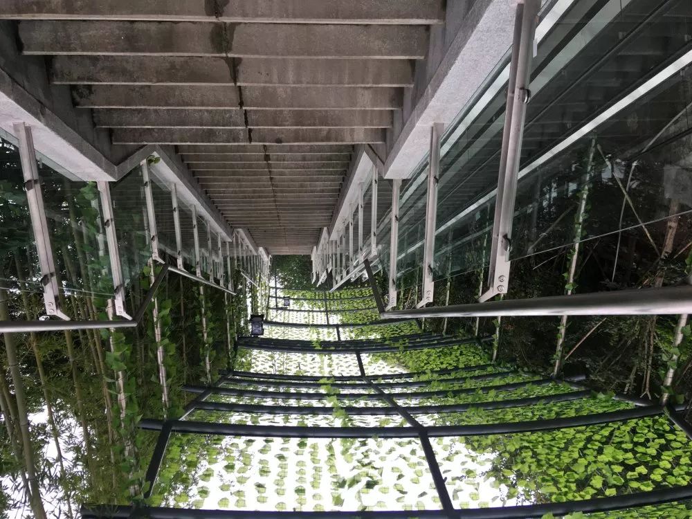 乘坐电动扶梯视频,轨道交通中常见的电扶梯