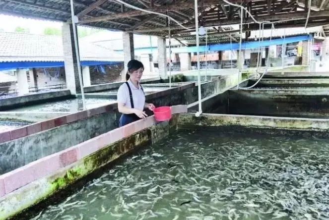 矿坑养鱼行不行,矿坑适合网箱养鱼吗