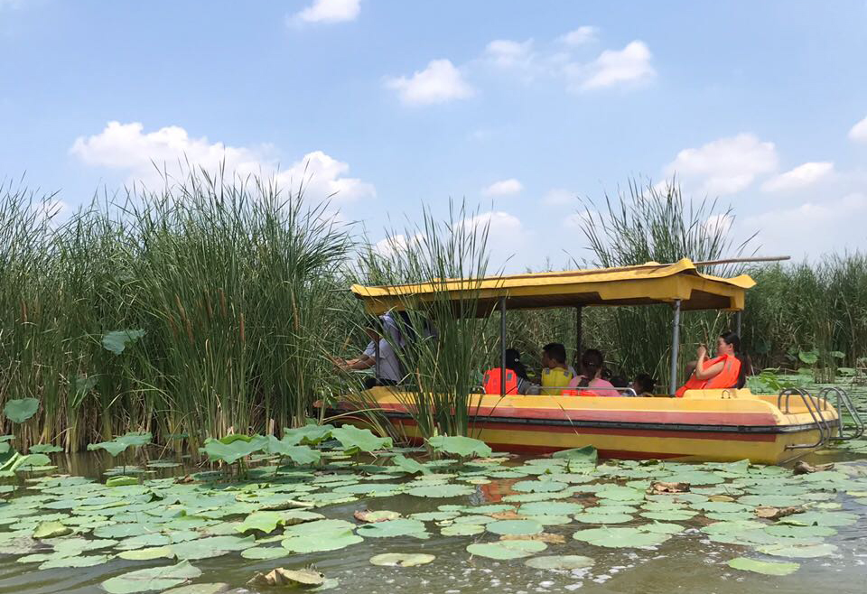 淮阳龙湖赏荷记——文/市直管荣玲