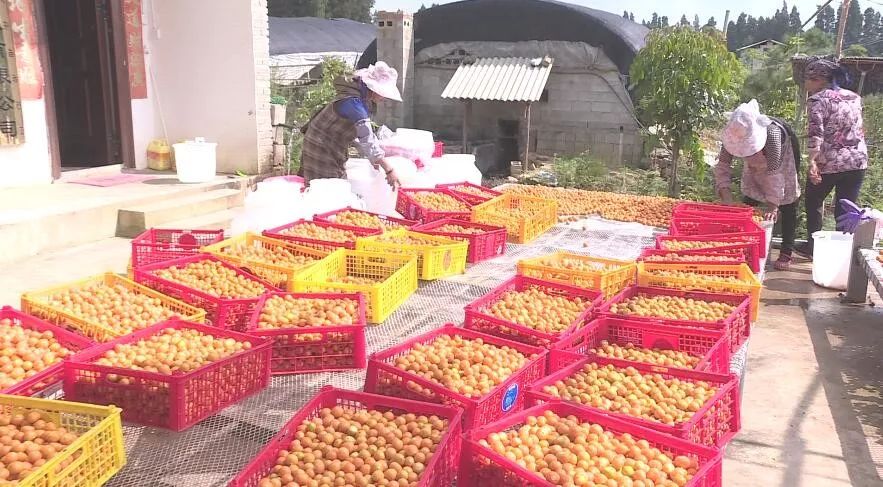 产业转型：石林尼迷的科技有限公司帮助农户做姑娘果产业