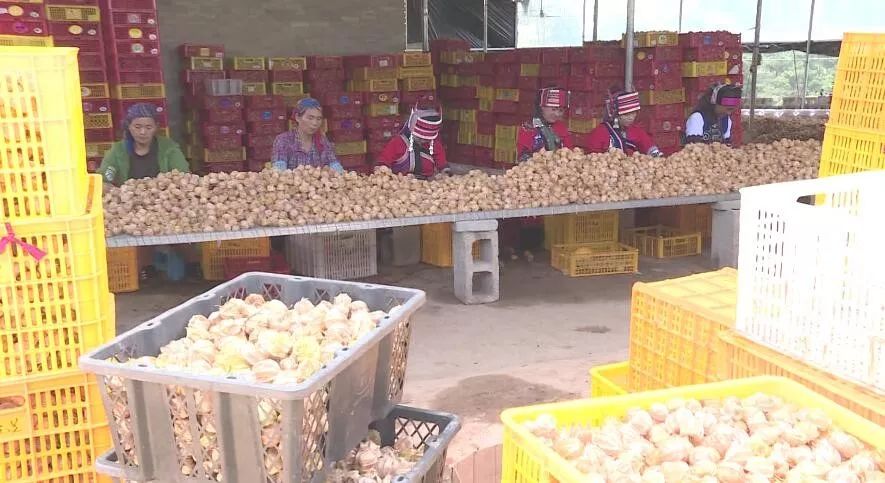 产业转型：石林尼迷的科技有限公司帮助农户做姑娘果产业