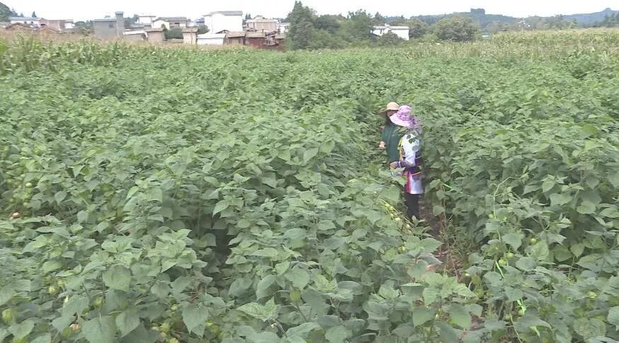 产业转型：石林尼迷的科技有限公司帮助农户做姑娘果产业