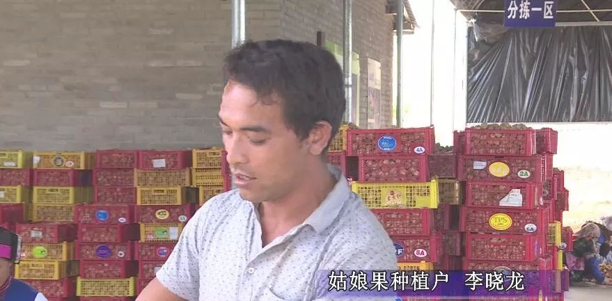 产业转型：石林尼迷的科技有限公司帮助农户做姑娘果产业