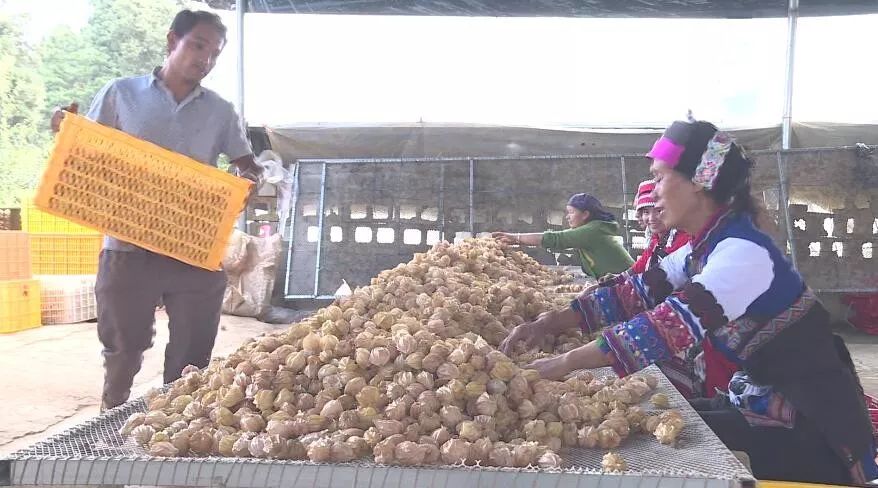 产业转型：石林尼迷的科技有限公司帮助农户做姑娘果产业