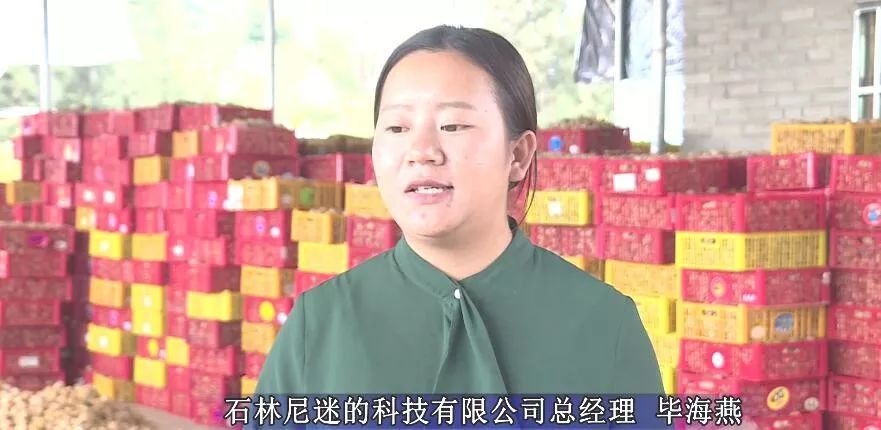 产业转型：石林尼迷的科技有限公司帮助农户做姑娘果产业