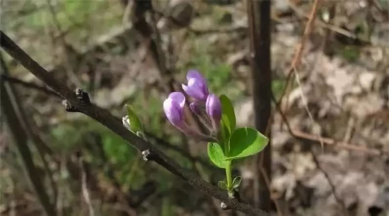 有关十二生肖的草药有哪些,十二生肖中草药食用方法