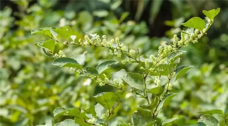 有关十二生肖的草药有哪些,十二生肖中草药食用方法