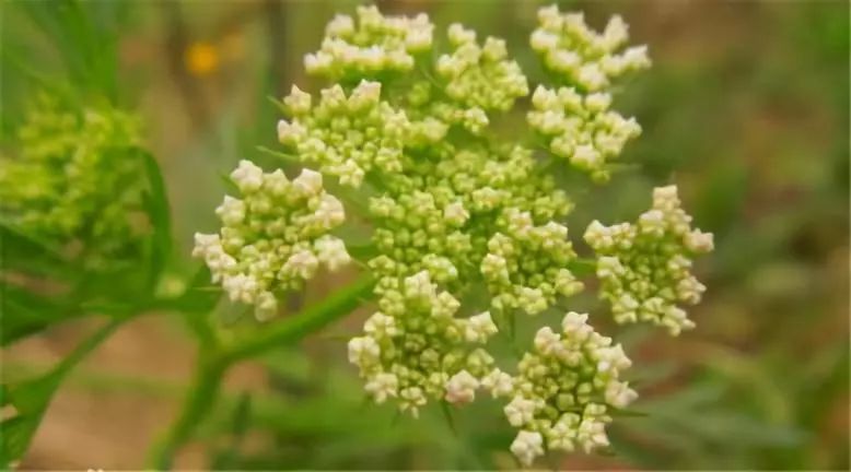 有关十二生肖的草药有哪些,十二生肖中草药食用方法