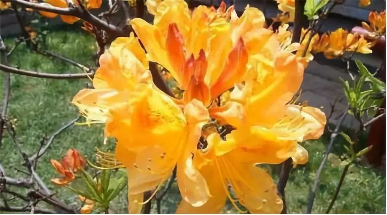 有关十二生肖的草药有哪些,十二生肖中草药食用方法