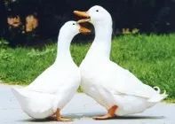 庆丰收丨北京家禽产业引领发展的70年